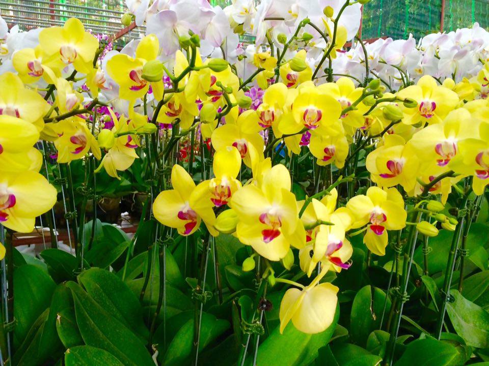 Hoa lan hồ điệp vàng tươi tại cửa hàng hoa lan 360